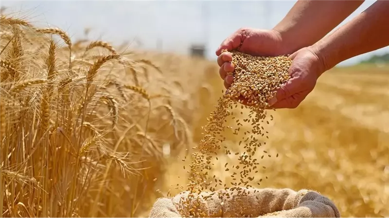 أسعار القمح